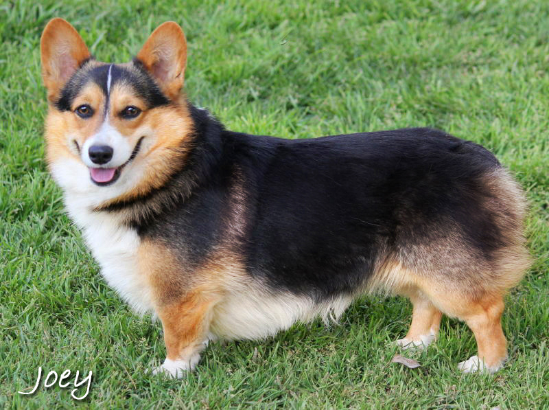 Puppies Northern California 7 Memorable From Pop Culture